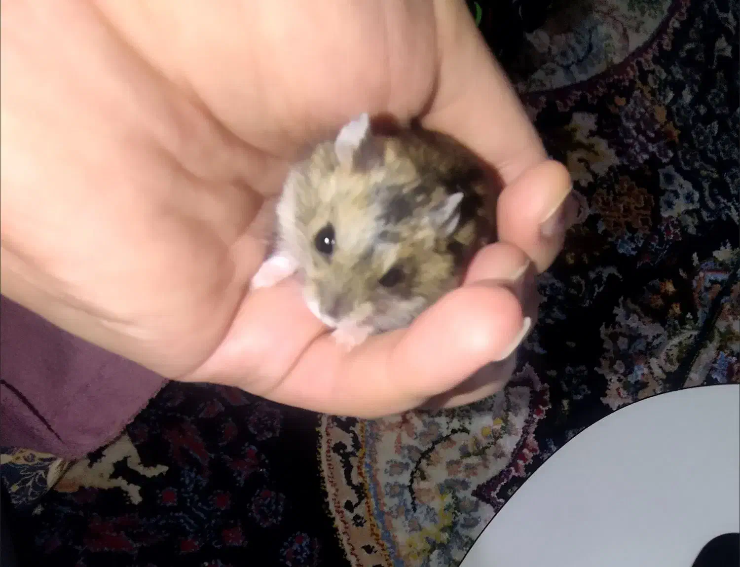 همستر روبروفسکی مینیاتوری|موش و خرگوش|تهران, شهرک محلاتی|دیوار