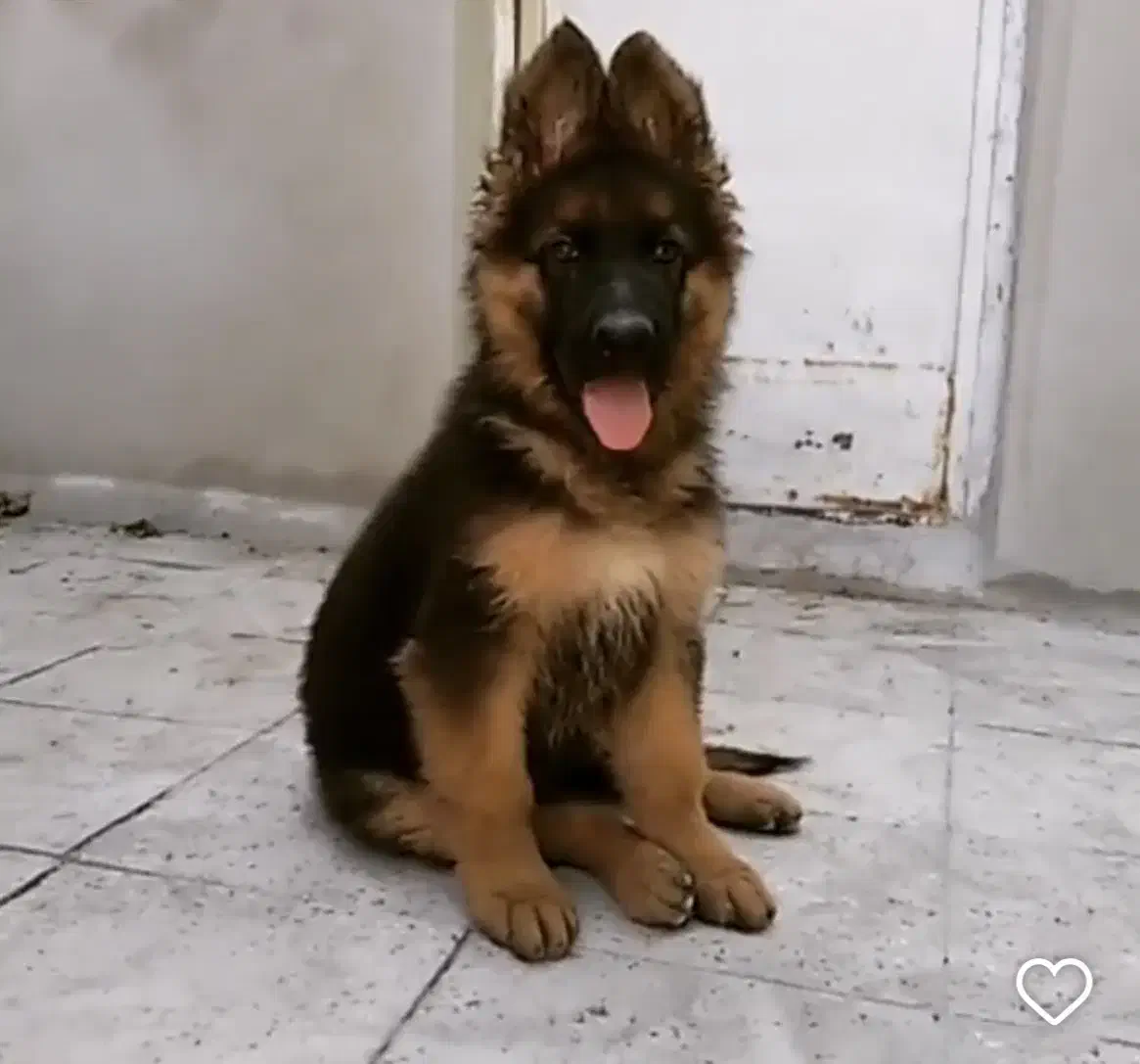 ژرمن شپرد شولاین|سگ|کرمانشاه, |دیوار