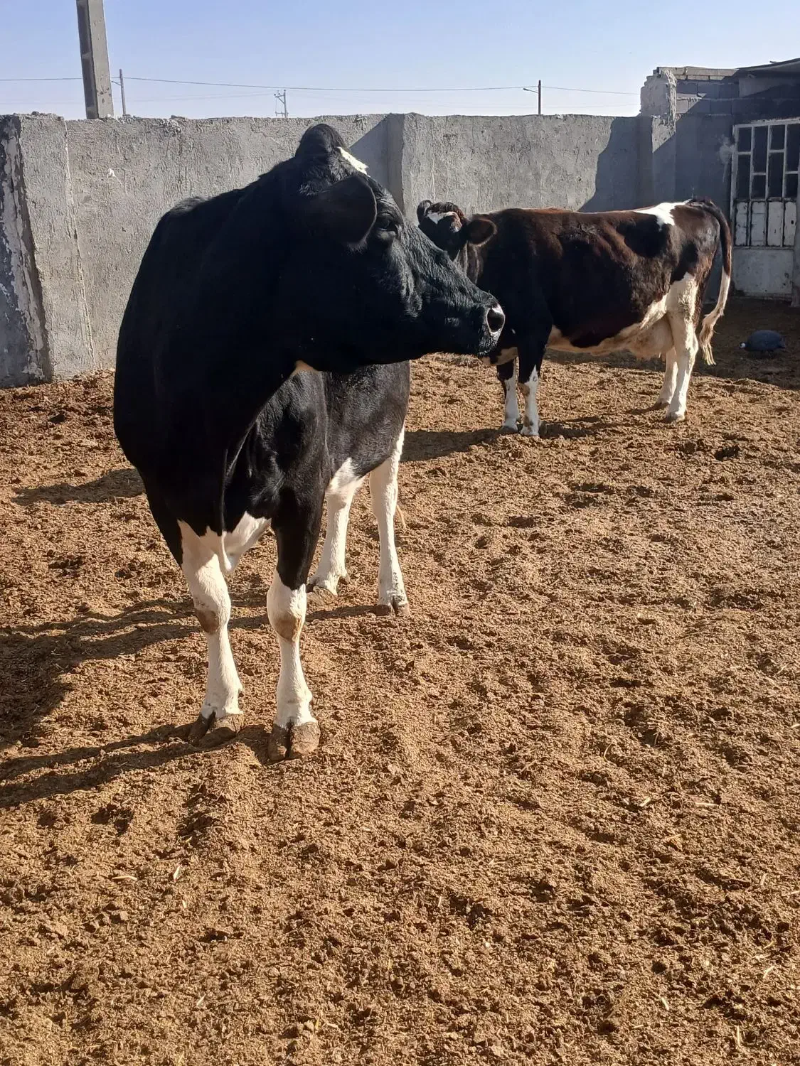 گاو|حیوانات مزرعه|تربت جام, میان جام|دیوار