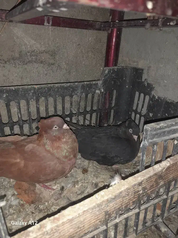 کبوتر|پرنده|شادگان, |دیوار