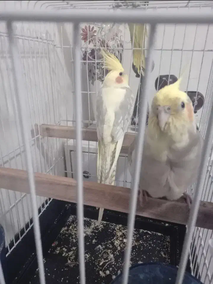 طوطی برزیلی و عروس هلندی|پرنده|تهران, گلاب دره|دیوار