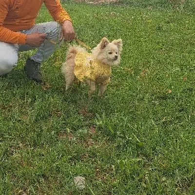 پامرانین خرسی عروسکی|سگ|نیشابور, شهرک رسولی|دیوار