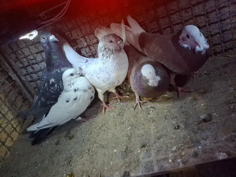 تعدادی کفتر و کبوتر|پرنده|جیرفت, |دیوار