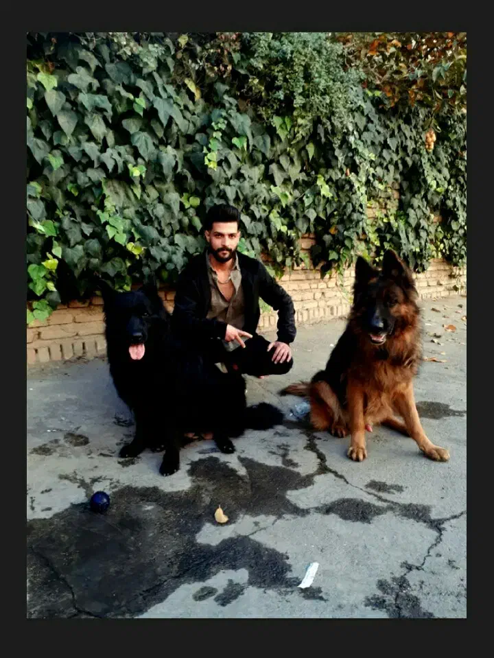 بلیط سینما|بلیت تئاتر و سینما|تهران, ولنجک|دیوار