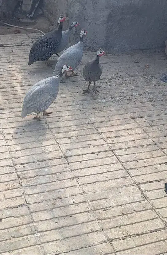 مرغ شاخدار مولد|حیوانات مزرعه|نوبندگان, |دیوار