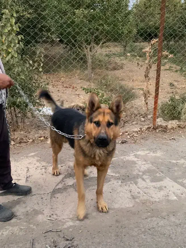 سگ ژرمن|سگ|قزوین, |دیوار