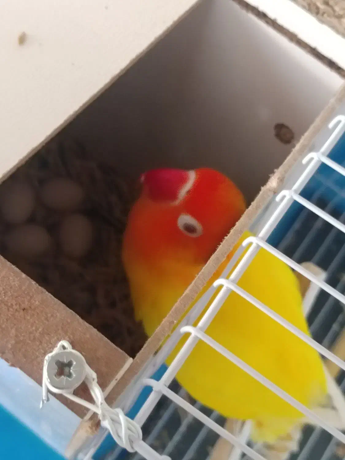 طوطی کوتوله برزیلی فیشر طلایی|پرنده|مشهد, هفده شهریور|دیوار