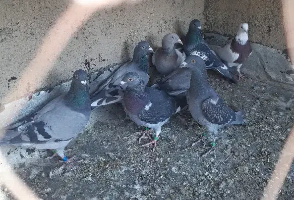 جوجه پلاکی|پرنده|همدان, |دیوار