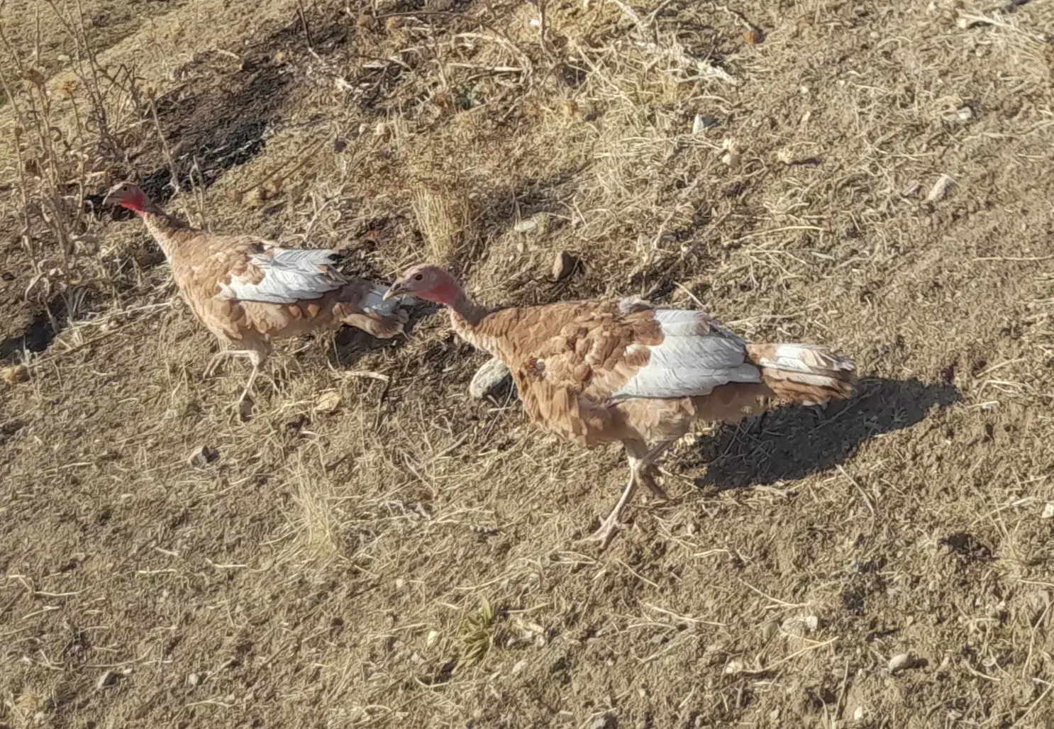 جوجه بوقلمون|حیوانات مزرعه|اهر, |دیوار