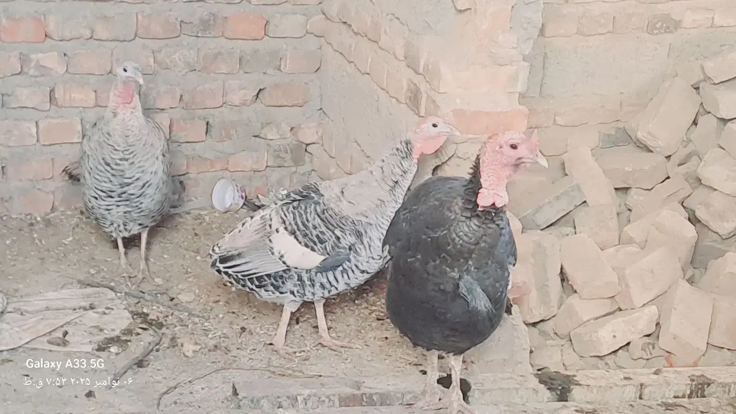 حیوانات بالدار|حیوانات مزرعه|خاش, |دیوار