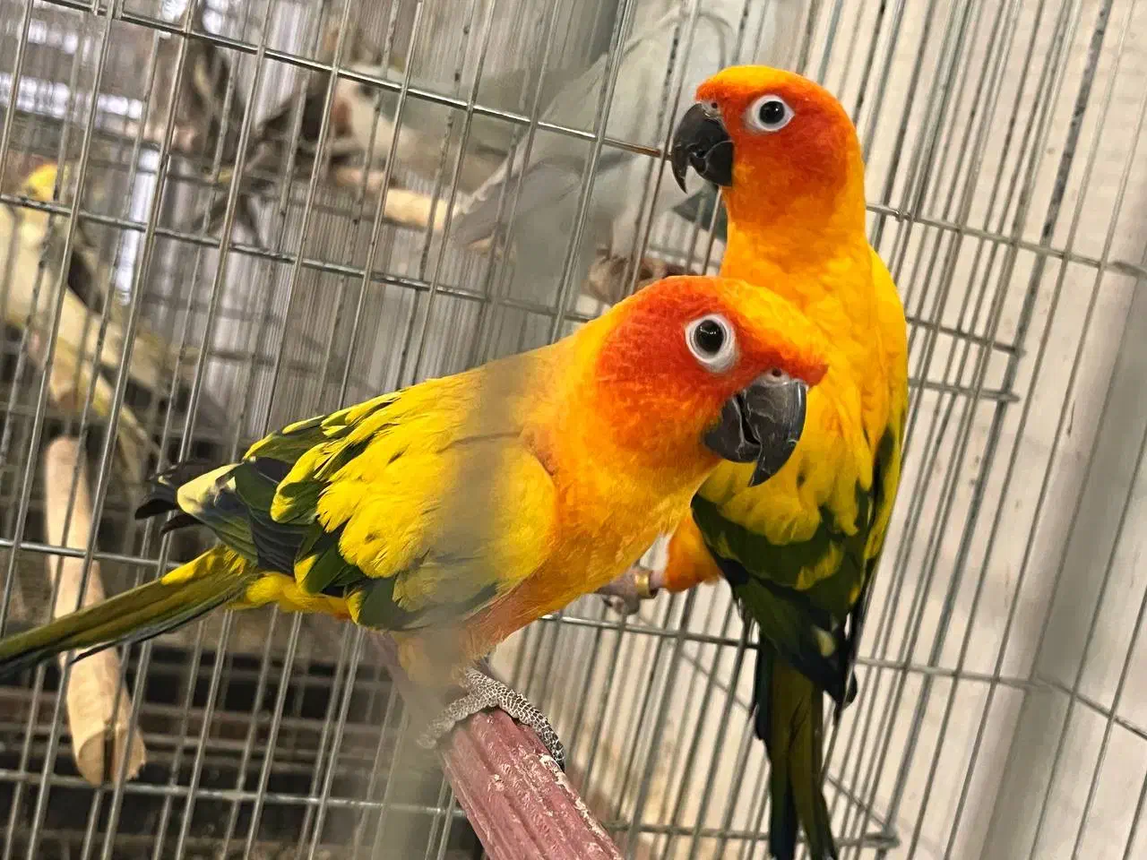 طوطی خورشیدی|پرنده|آمل, |دیوار