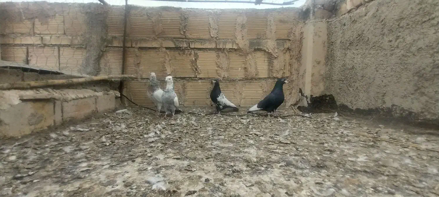 سرور دورگ دم سفید|پرنده|لنجان, |دیوار