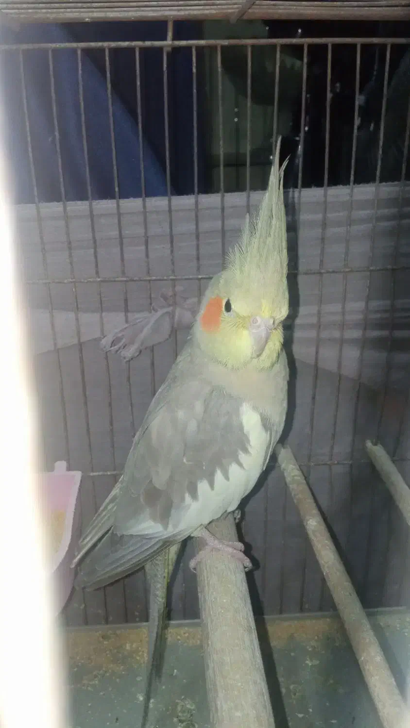 عروس هلندی|پرنده|خمام, |دیوار