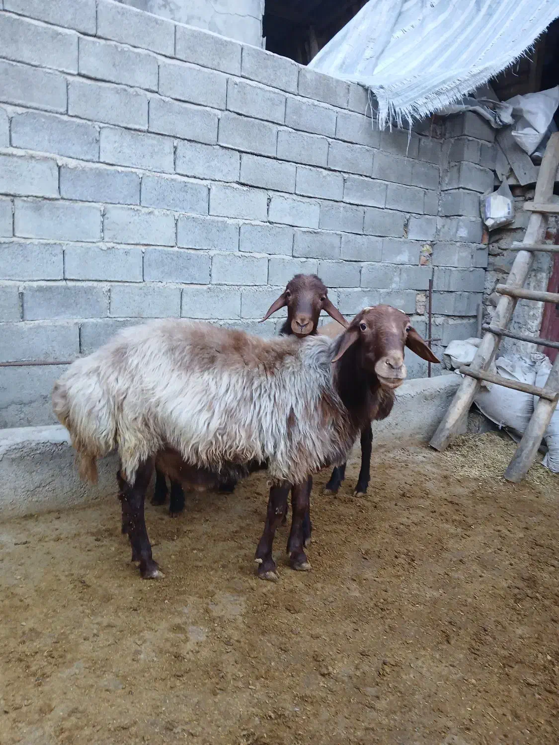 گوسفند فروشی|حیوانات مزرعه|مینودشت, |دیوار