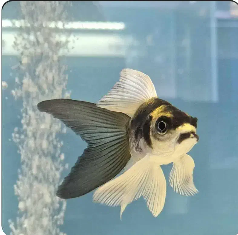 ماهی کوی سوپرباله مایان|ماهی|اصفهان, کوجان|دیوار