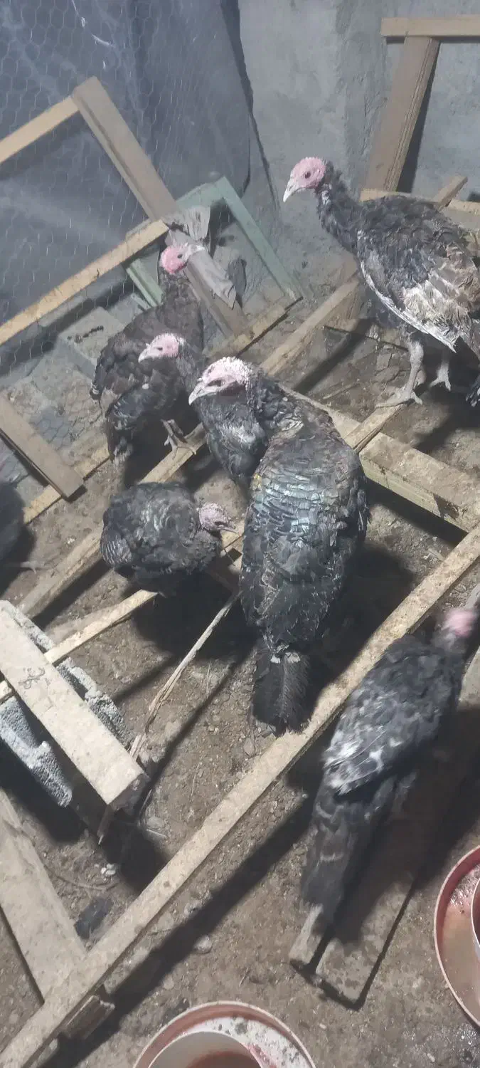 بوقلمون برنز سرحال|حیوانات مزرعه|رباط‌کریم, رباط‌کریم|دیوار