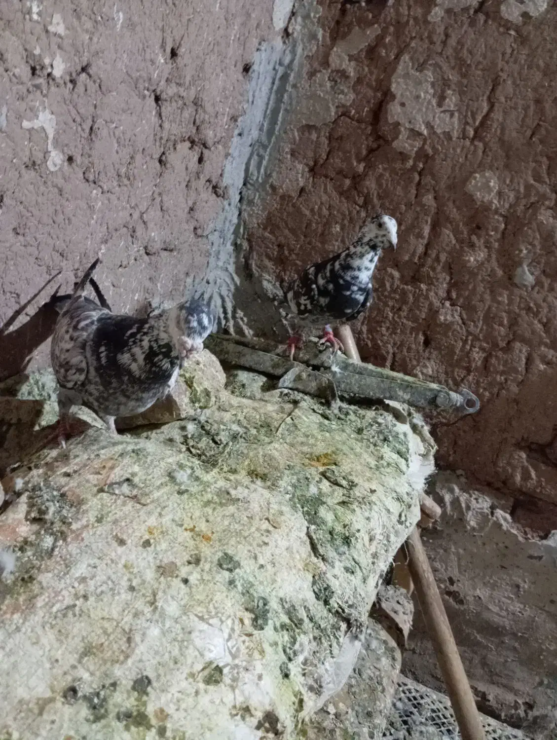 جفت نروماده|پرنده|تربتحیدریه, چهارراه خواف|دیوار