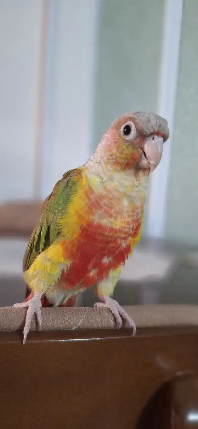 گرینچیک رام و دستی سخنگو طوطی|پرنده|فردیس, شهرک ارم|دیوار