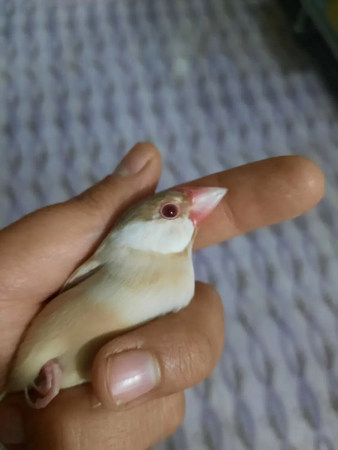 فنچ نرگسی شکلاتی|پرنده|مبارکه, |دیوار