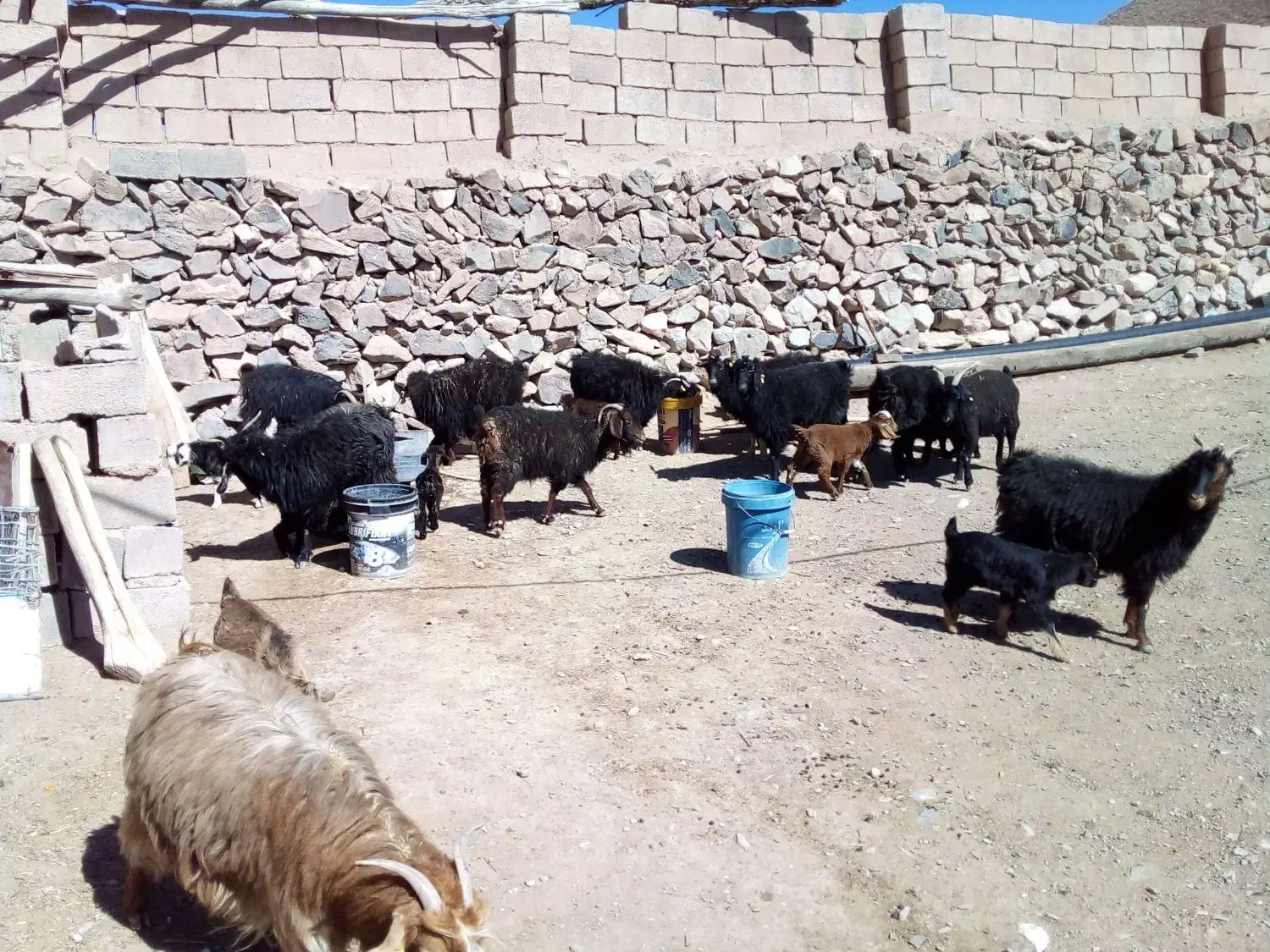 بز زایده|حیوانات مزرعه|بیرجند, |دیوار