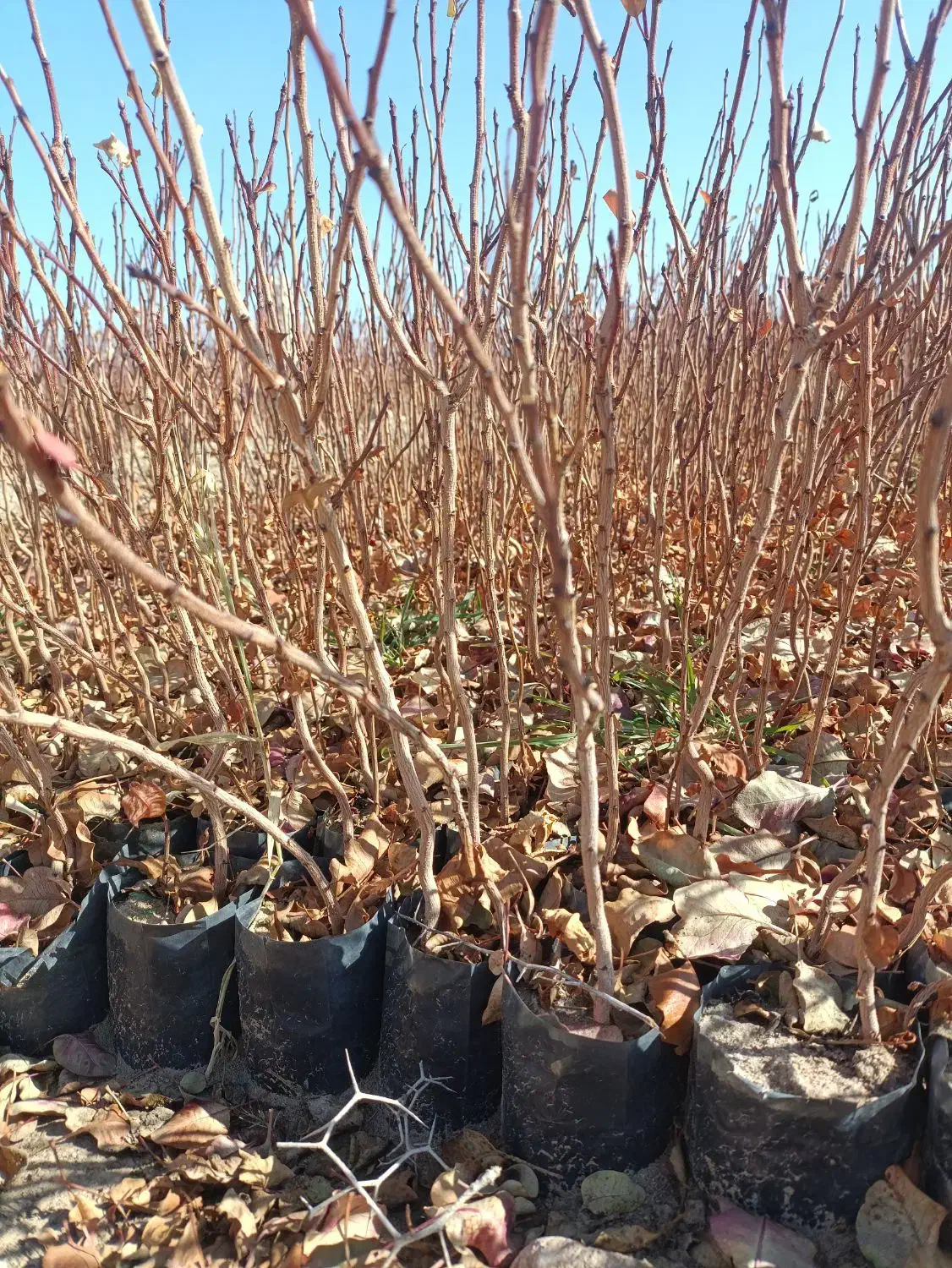 نهالستان پسته|خدمات باغبانی و درختکاری|حنا, |دیوار