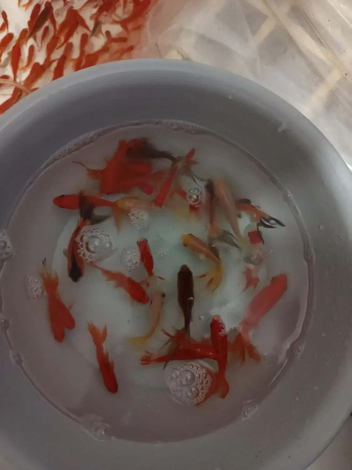 ماهی قرمز عید|ماهی|کشکوئیه, |دیوار