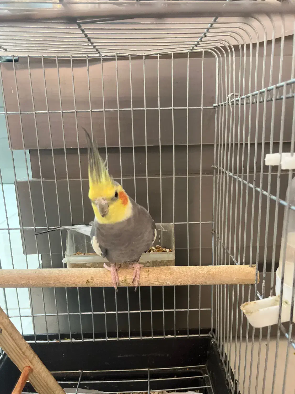 عروس هلندی سخن گو|پرنده|شیراز, هفت تنان|دیوار