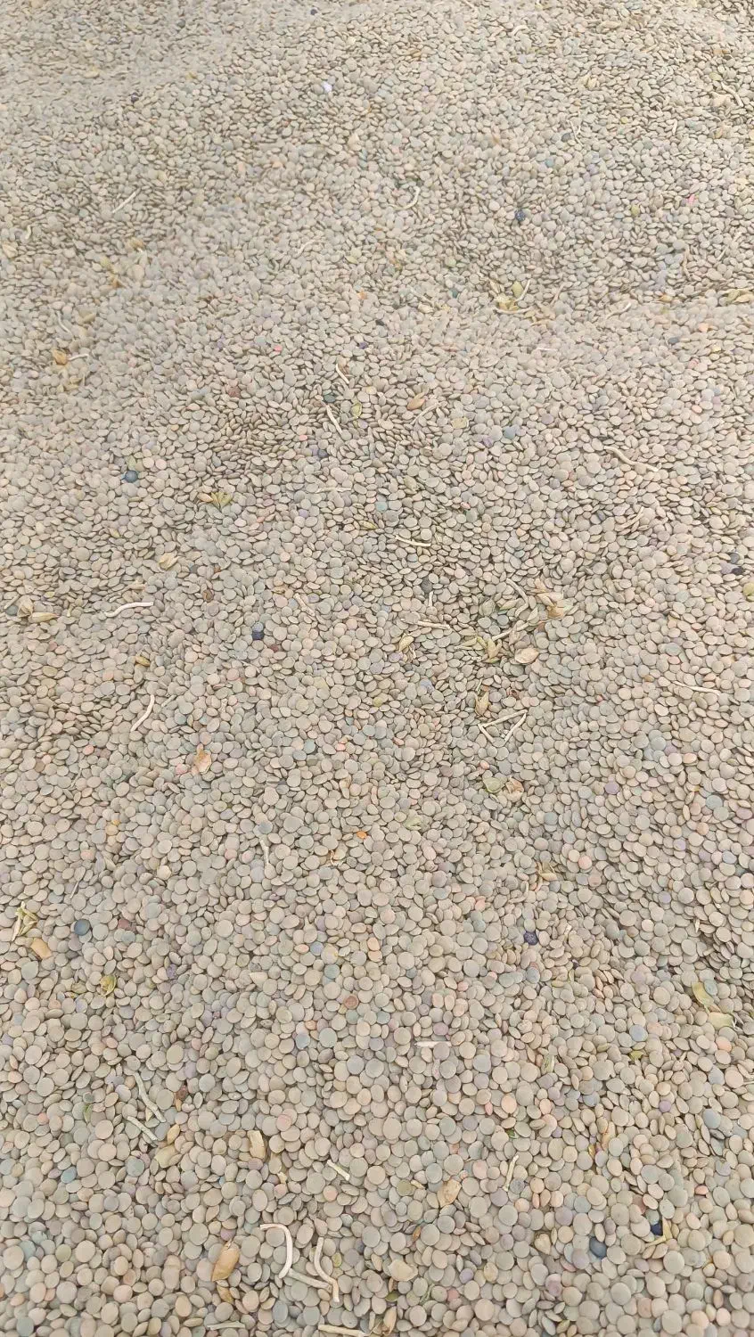 عدس|خوردنی و آشامیدنی|بزینه رود, |دیوار