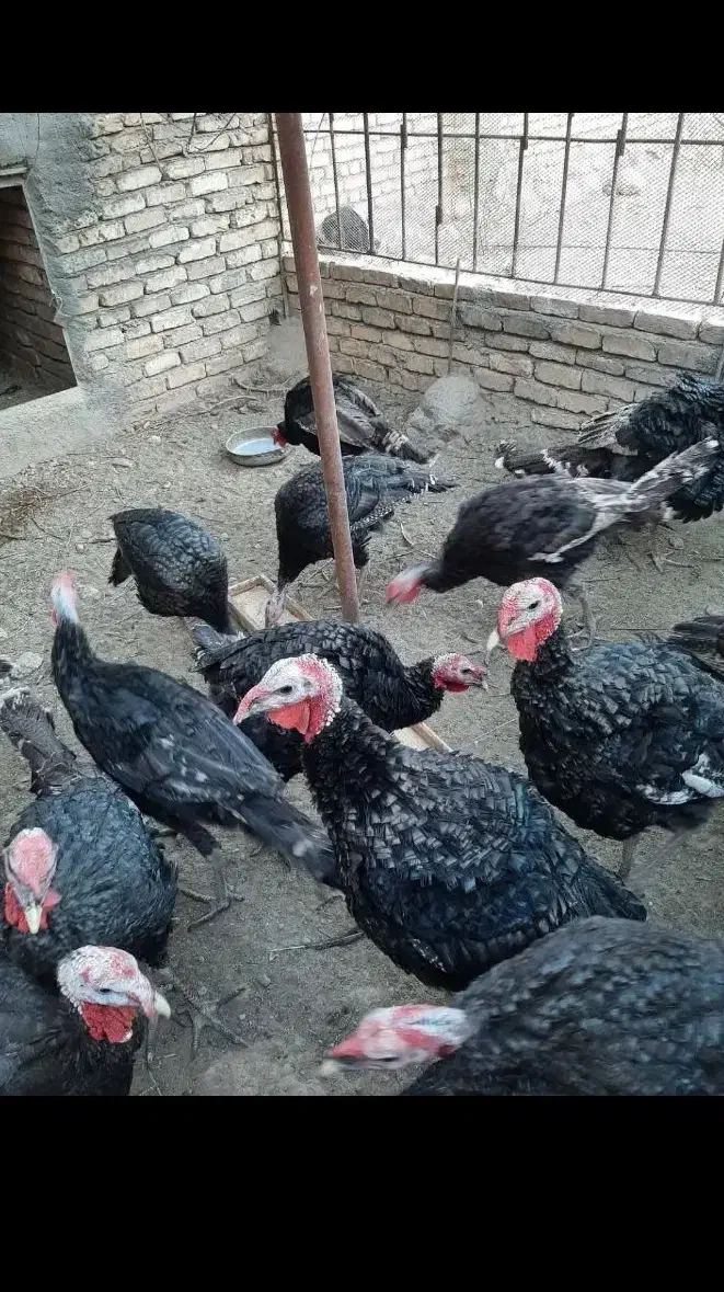 بوقلمون|حیوانات مزرعه|شیراز, هفت تنان|دیوار