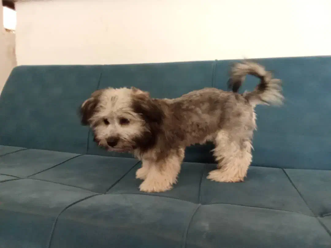 جکس سگ نر|سگ|زرندیه, |دیوار