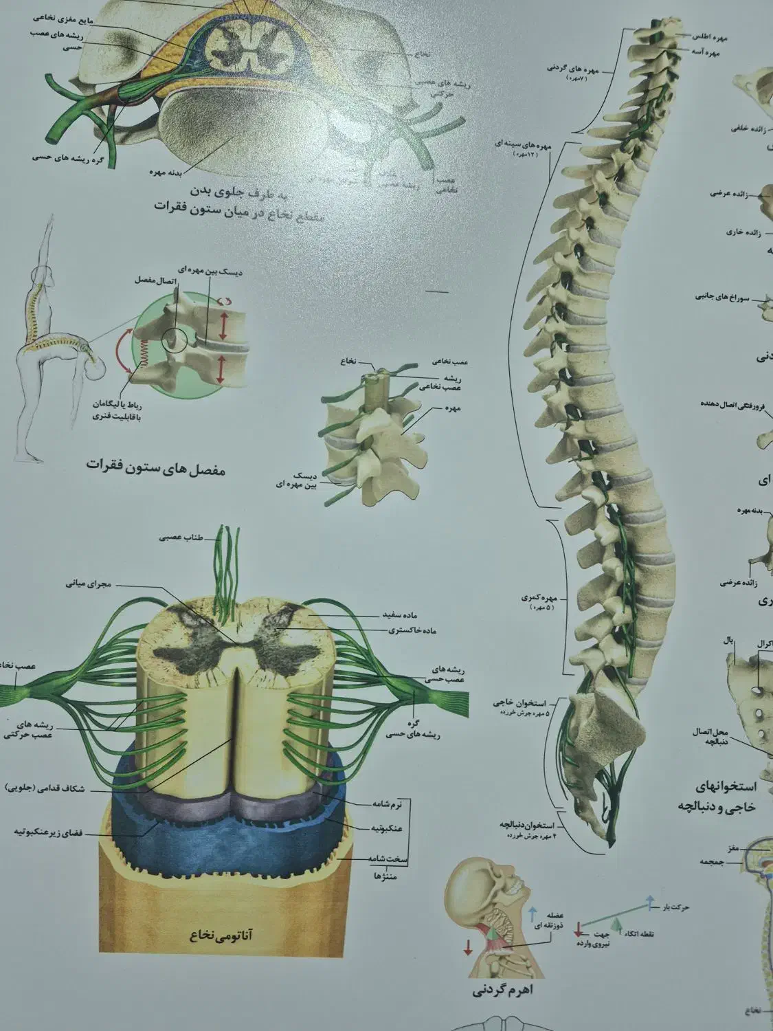 منشی  مسلط به کامپیوترخانم برای شیفت صبح و عصر|استخدام درمانی، زیبایی، بهداشتی|تهران, نارمک|دیوار