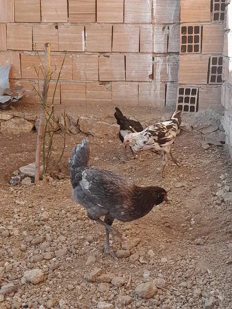 فروش گلین چهارماه زیرقیمت|حیوانات مزرعه|بهشهر, |دیوار