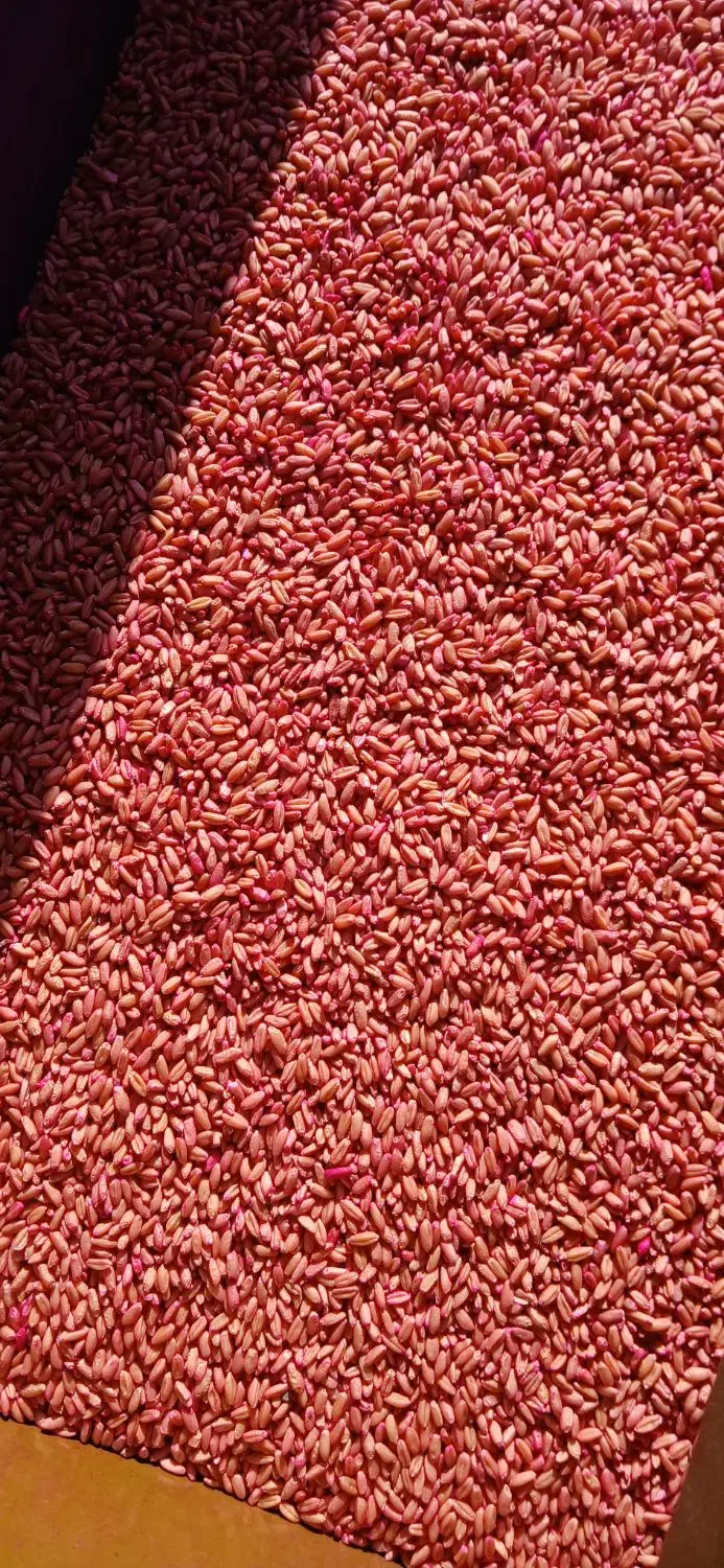 فروش گندم دیمی|عمده‌فروشی|ایجرود, |دیوار