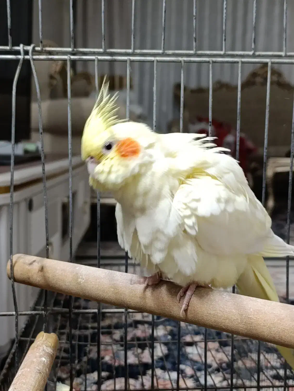 عروس هلندی لوتینو چشم شرابی ماده|پرنده|فردیس, شهرک ۱۱۰|دیوار