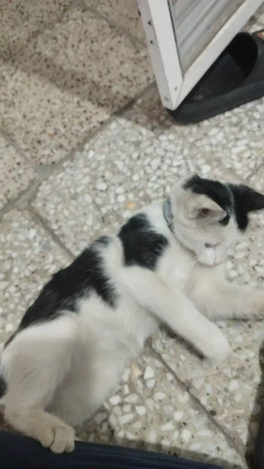 بچه گربه|گربه|لنجان, |دیوار