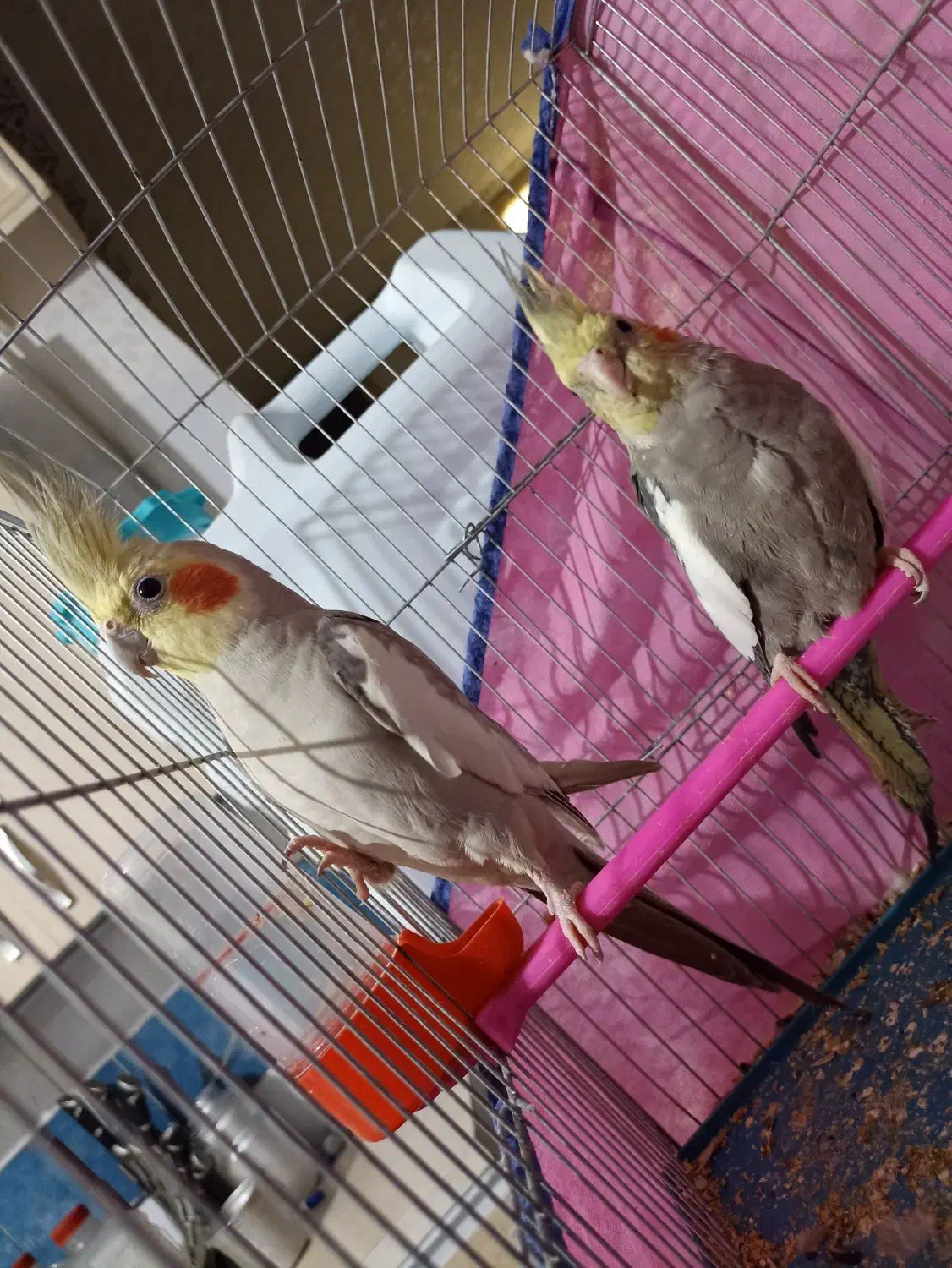 عروس هلندی|پرنده|اهواز, پردیس دو|دیوار