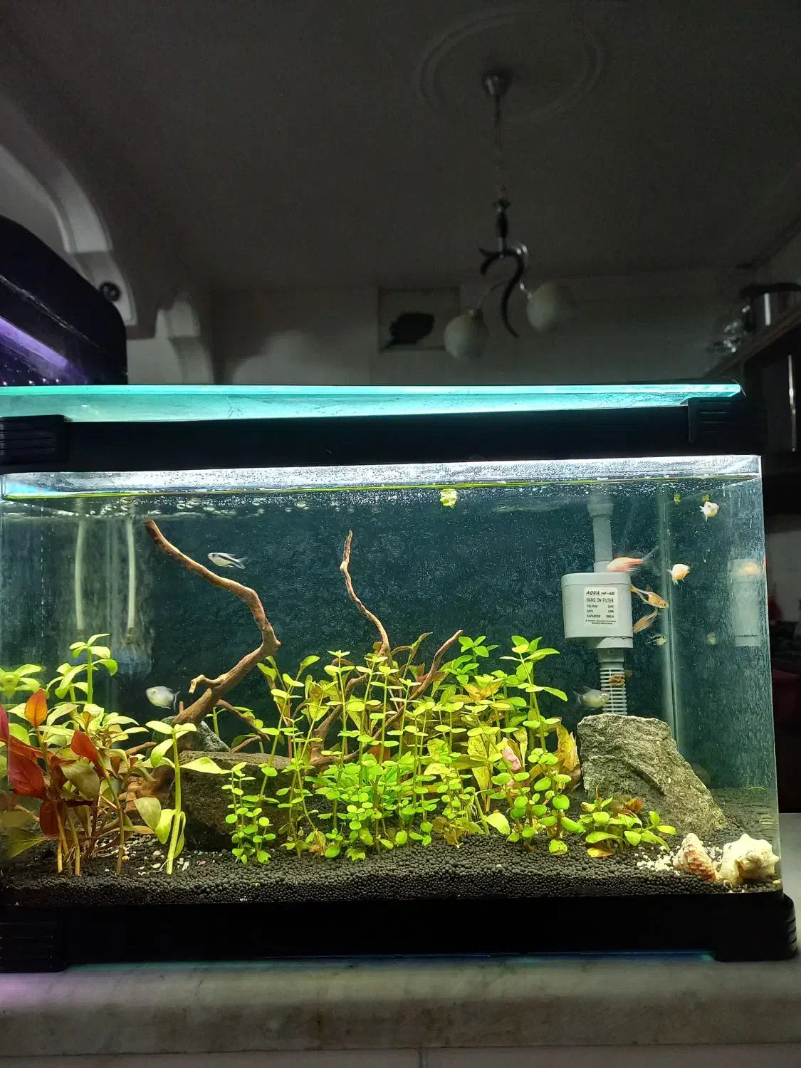 اکواریم پلنت زیبا خاص|ماهی|قم, شاه ابراهیم|دیوار