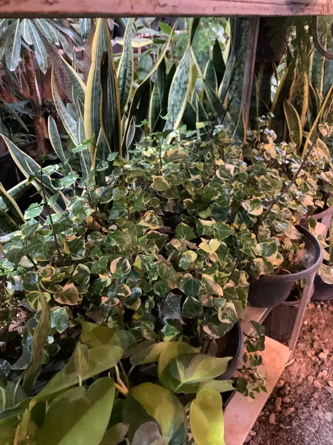 گل و گیاه آپارتمانی|گل و گیاه طبیعی|پاکدشت, پاکدشت (مامازند)|دیوار