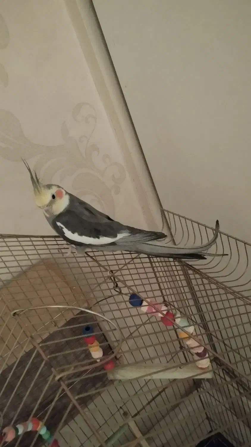 4500000|پرنده|شهر ری, دیلمان|دیوار