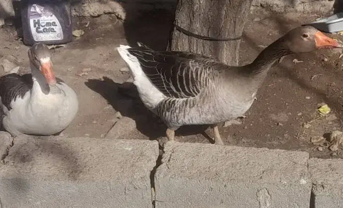 غاز  نر و ماده|حیوانات مزرعه|یاسوج, |دیوار