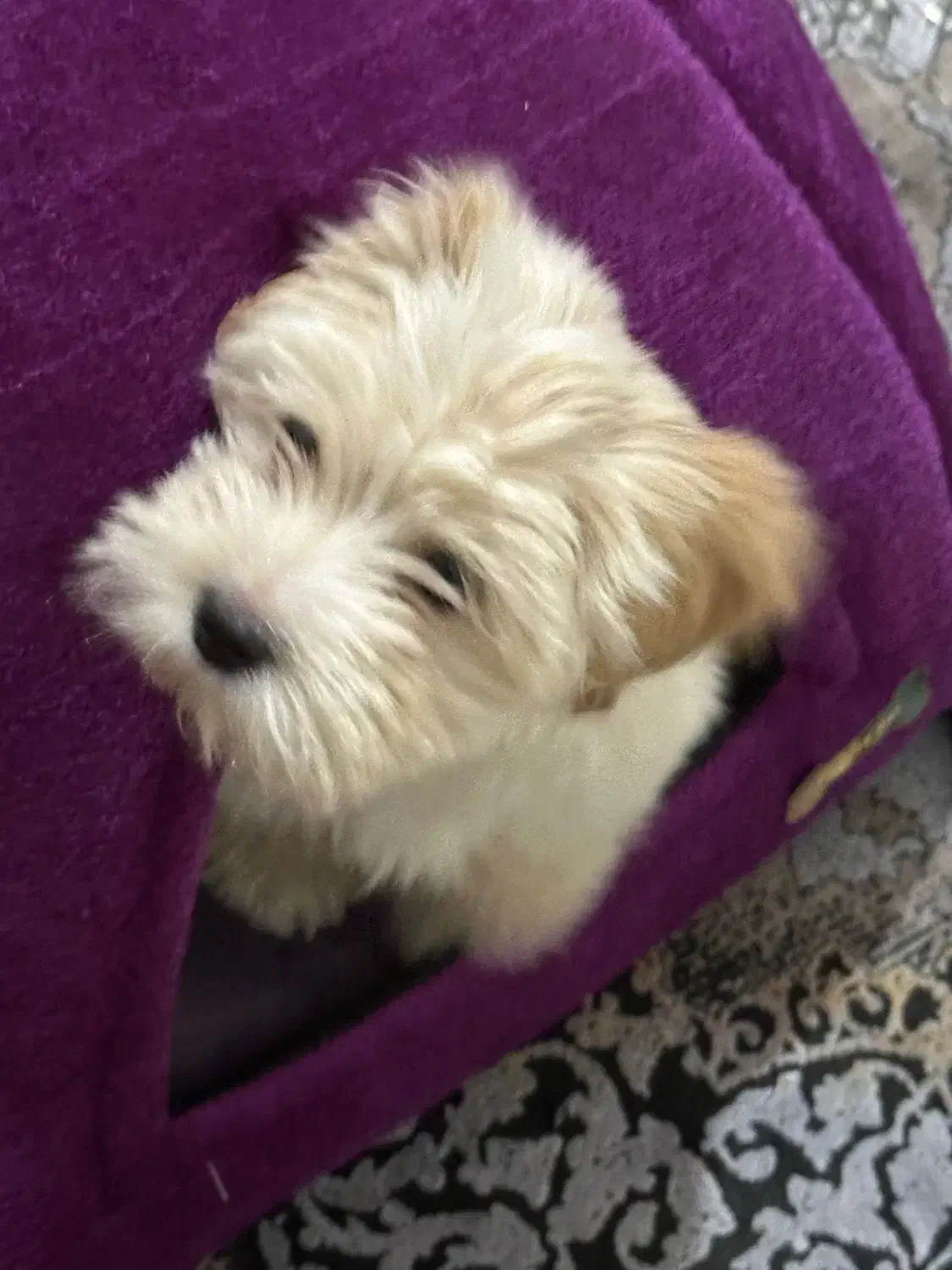 سگ م|سگ|همدان, |دیوار