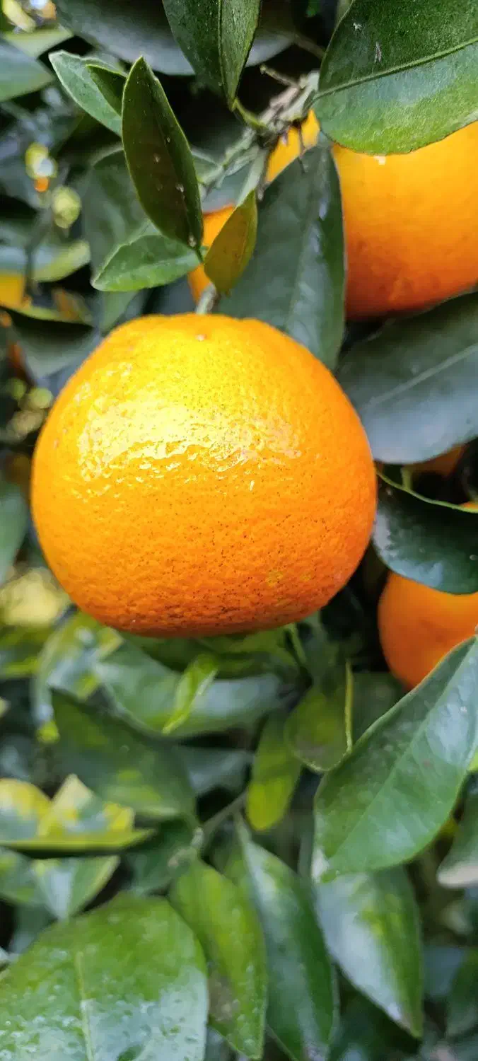 پرتقال خوش رنگ موجوده  قیمت ۴۰|خوردنی و آشامیدنی|عباس‌آباد, |دیوار