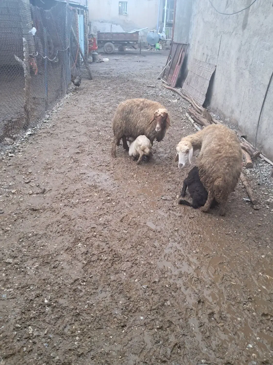 میش و بره|حیوانات مزرعه|بیرانوند, |دیوار