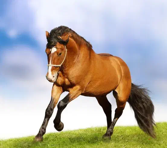 مهتر ترکمن|استخدام سرایداری و نظافت|گرگان, |دیوار