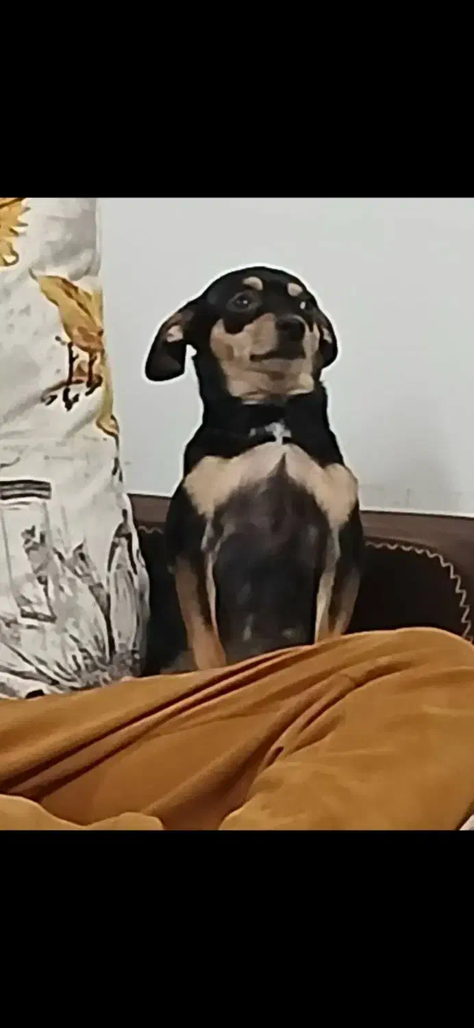 حیوانات|سگ|رشت, جانبازان|دیوار