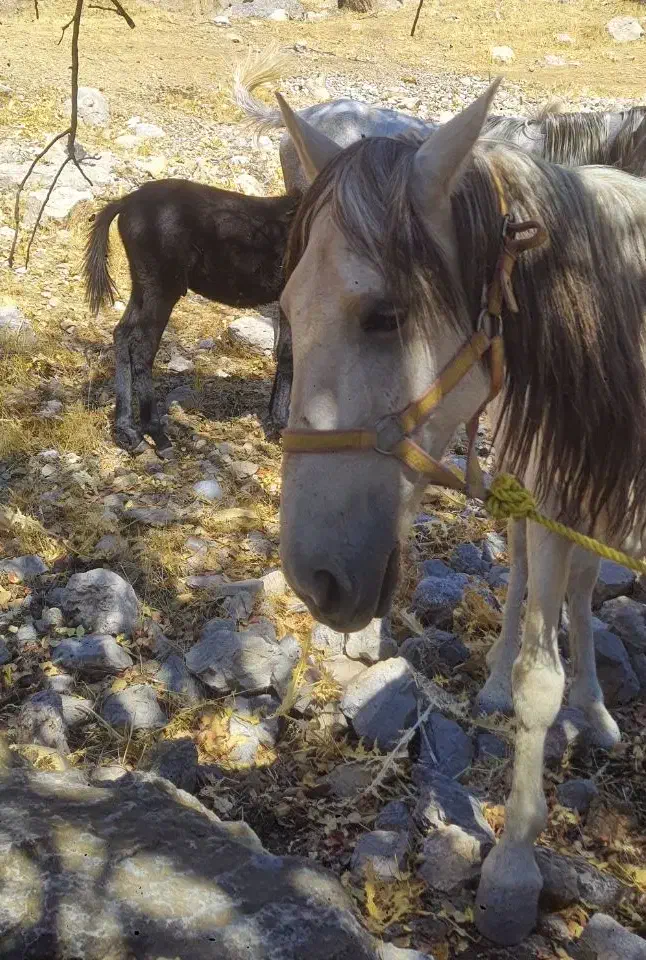 قاطر و مادیون|اسب و تجهیزات اسبسواری|یاسوج, |دیوار