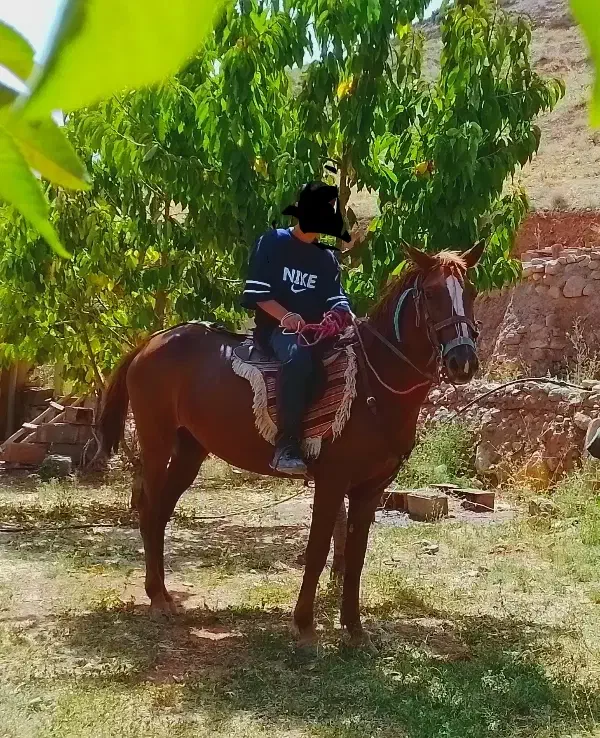 اسب مادیان نژاد خزری|اسب و تجهیزات اسب‌سواری|تربت جام, پاسداران|دیوار