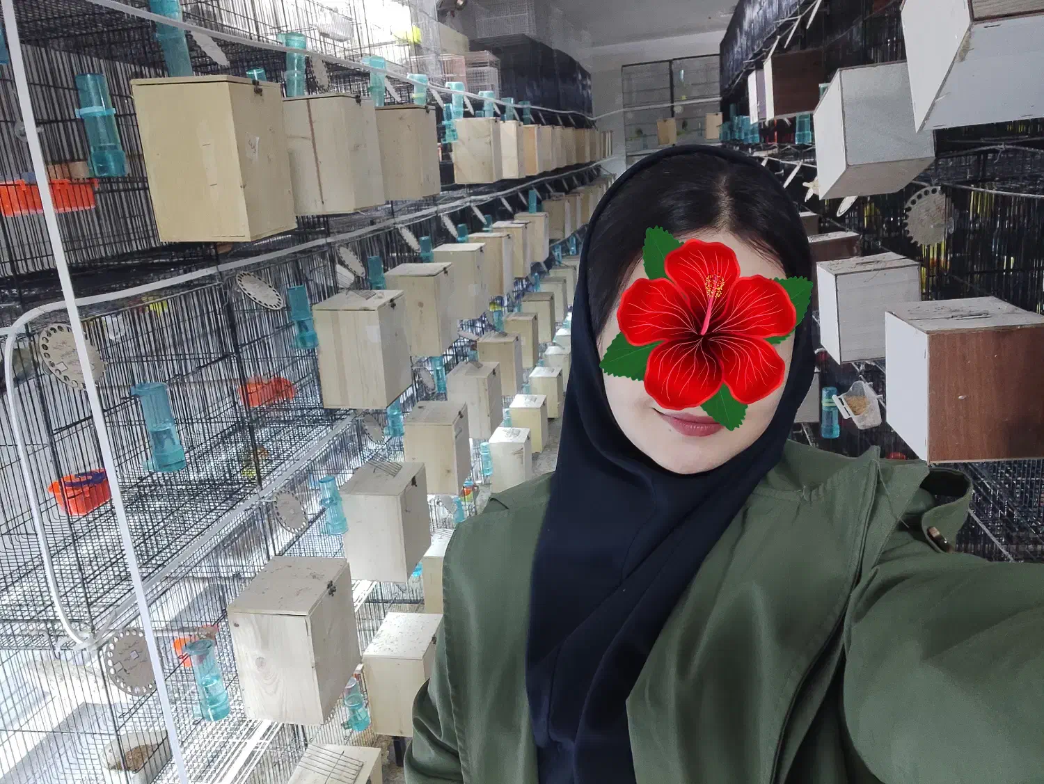 کوتوله برزیلی/قناری/پرنده/عروس هلندی/طوطی|پرنده|مشهد, فاطمیه|دیوار