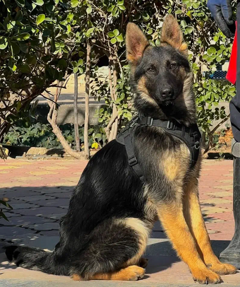 سگ ژرمن شپرد ماده چهار ماه اصیل بلکفیس فی ۱۵ م ت|سگ|تهران, مروارید شهر|دیوار