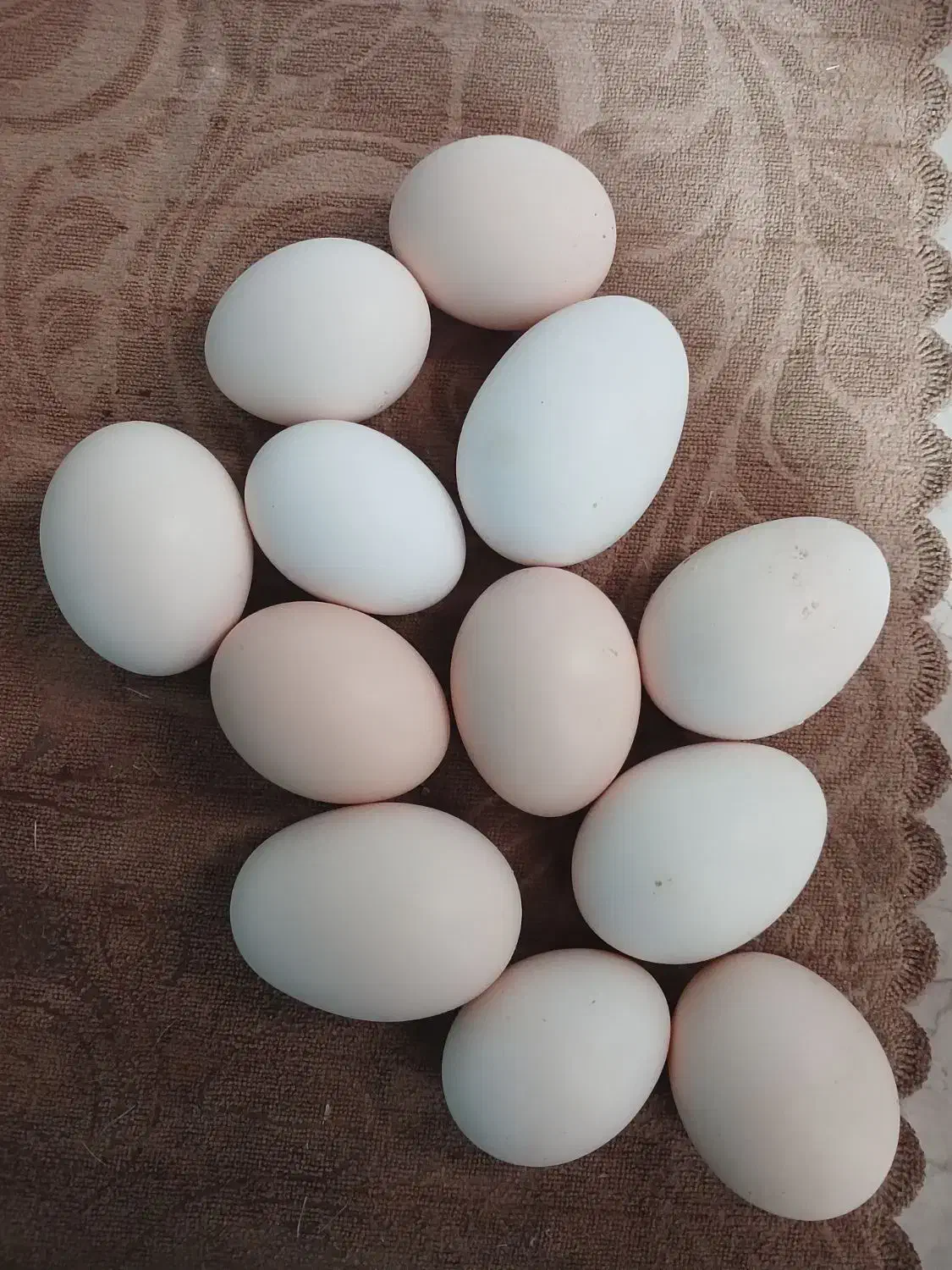 تخم مرغ محلی نطفه دار|حیوانات مزرعه|رفسنجان, |دیوار